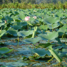 big_nagin_lotus_field_2